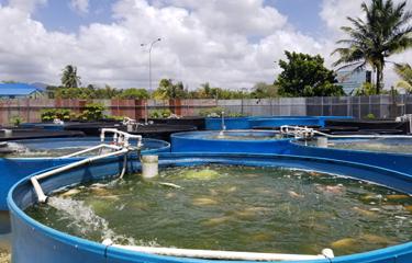 特立尼达和多巴哥的水产养殖部门正努力推动区域化趋势