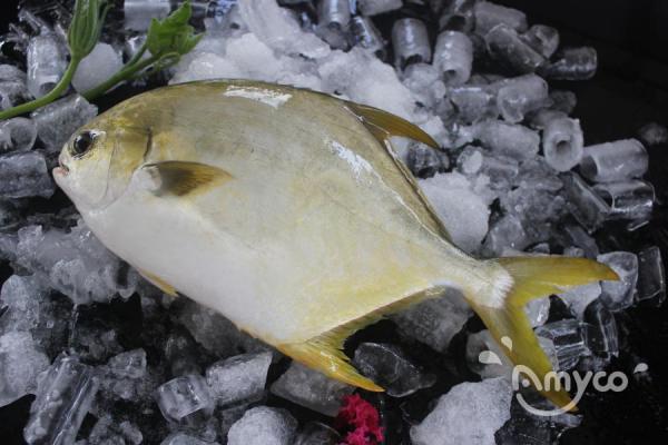 What makes the Pompano so Special?