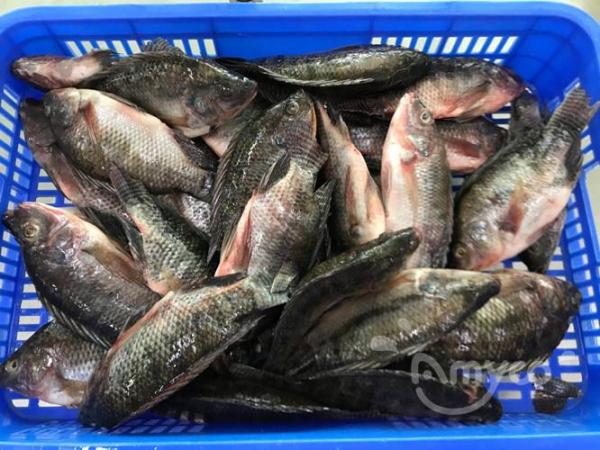 China Tilapia Price increase a lot again from Oct -